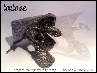 Tortoise

