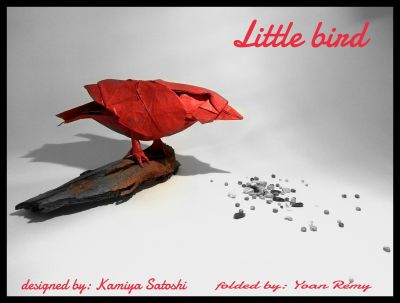 little bird
