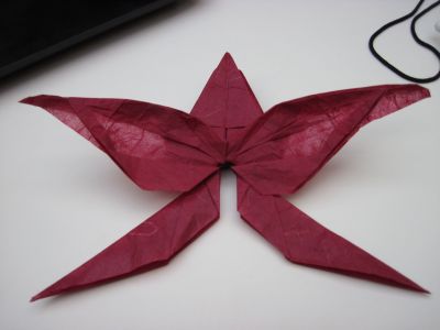 les ailes pliées
