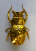 Nom du fichier=horned_beatle.png
Taille du fichier=1572Ko
Dimensions : 800x1113
Ajouté le : 02 Avril 2018 horned_beatle.png