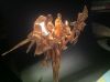 Nom du fichier=IMG_0664~0.JPG
Taille du fichier=478Ko
Dimensions : 2048x1529
Ajouté le : 11 Avril 2017 IMG_0664~0.JPG