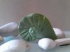 Nom du fichier=navel_shell_fuse_0317b.jpg
Taille du fichier=309Ko
Dimensions : 1600x1200
Ajouté le : 14 Mars 2017 navel_shell_fuse_0317b.jpg