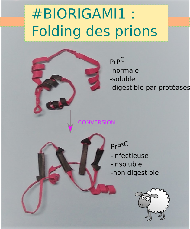 PcjduBiorigami1.png