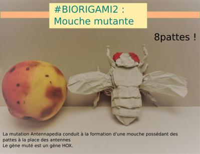 PcjduBiorigami2.png