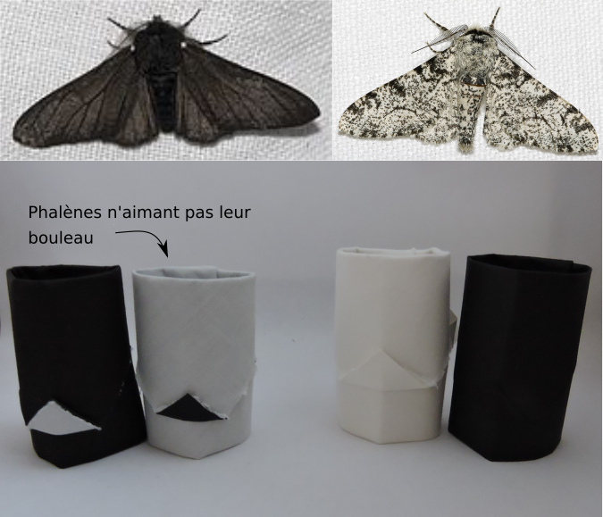 phalenebouleau.png