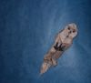 Nom du fichier=seaotter.JPG
Taille du fichier=625Ko
Dimensions : 1972x1804
Ajouté le : 17 Décembre 2018 seaotter.JPG
