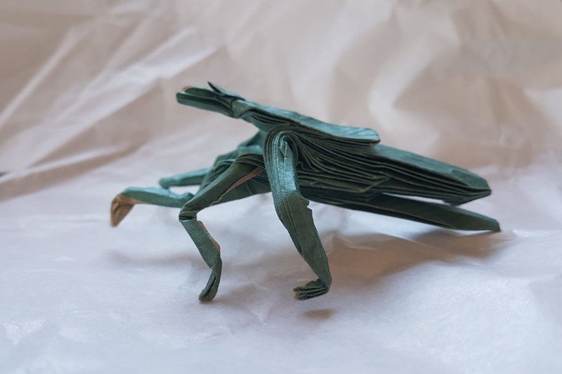 Phasme (Manuel Sirgo)
