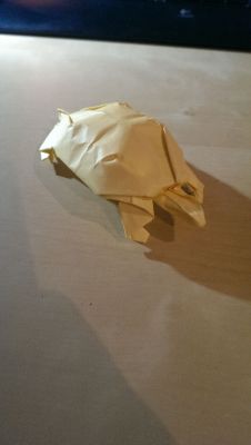 turtle
