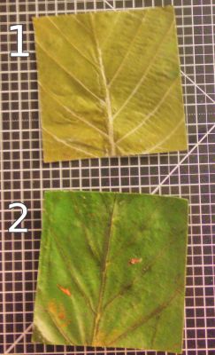 feuilles cirées
