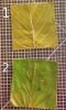leaf_wax.jpg