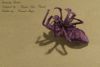 spider_-_2.jpg